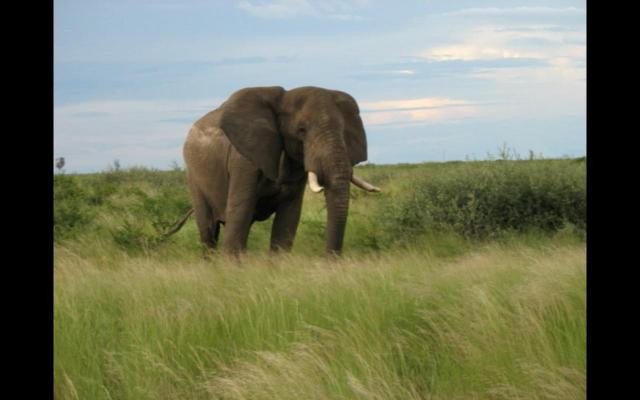 Elefant på morgonpromenad