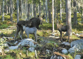 Älgparkens Victoria med fjolårets kalvar.