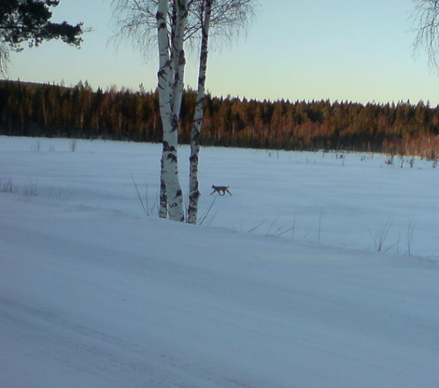 Lodjur på Hammarsjön!