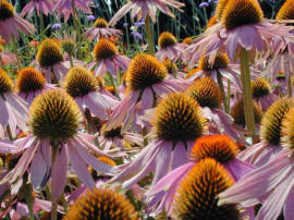 Röd rudbeckia