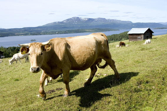 Ett objekt i förgrunden ger djupkänsla